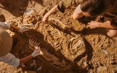 Archaeologists digging up dinosaur bones to illustrate the article Five Problems With the Theory of Evolution